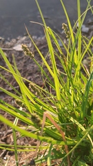 Carex vulpina