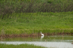 Ardea alba modesta