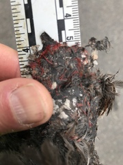 Haemorhous purpureus