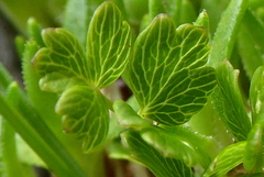Thalictrum alpinum