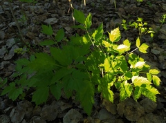 Actaea spicata
