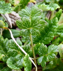 Thalictrum alpinum