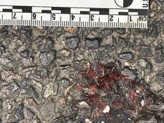 Haemorhous purpureus