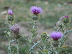 Cirsium rhaphilepis