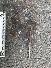 Haemorhous purpureus