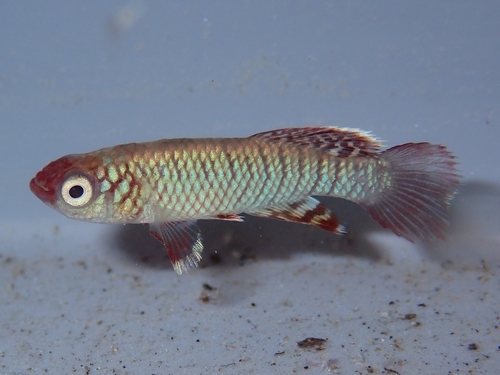 Nothobranchius eggersi — Nothobranchiidae — 4