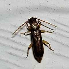 Smodicum cucujiforme