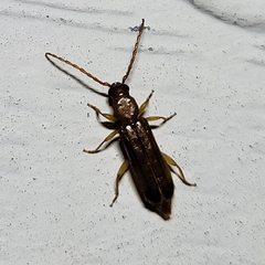 Smodicum cucujiforme