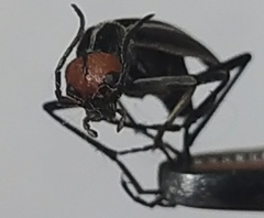 Epicauta erythrocephala