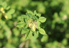 Chamaecytisus supinus