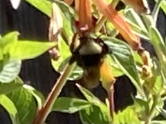 Bombus californicus