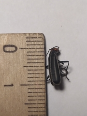 Epicauta erythrocephala