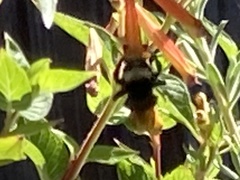 Bombus californicus
