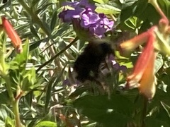Bombus californicus