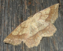Euchlaena marginaria