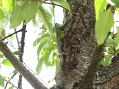 Sceloporus formosus