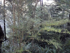 Coprosma microcarpa