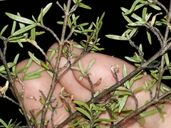 Coprosma microcarpa