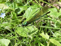 Calopteryx splendens