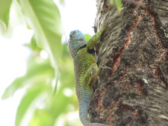 Sceloporus formosus
