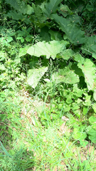 Geranium palustre