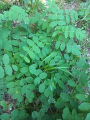 Astragalus glycyphyllos