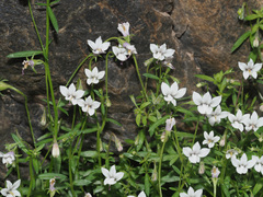 Monopsis alba