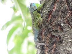 Sceloporus formosus