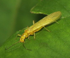 Sweltsa