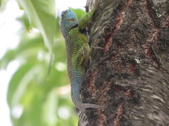 Sceloporus formosus