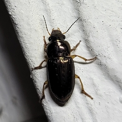 Selenophorus