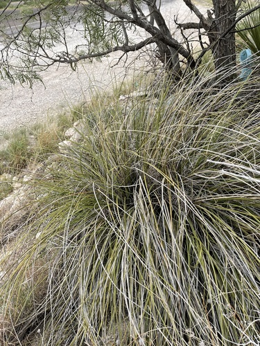 Nolina texana
