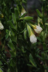 Onosma arenaria