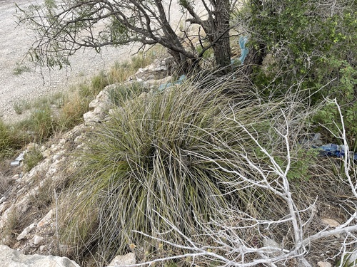 Nolina texana