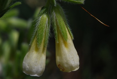 Onosma arenaria