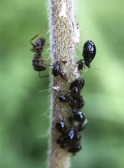 Formicidae