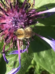 Bombus humilis
