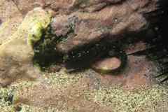 Microlipophrys caboverdensis