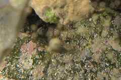 Microlipophrys caboverdensis