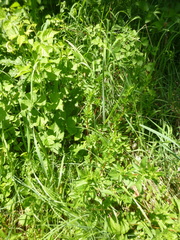 Ononis spinosa spinosa