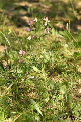 Ononis rotundifolia