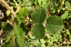 Ononis rotundifolia