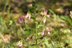 Ononis rotundifolia