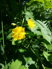 Chelidonium