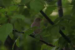 Acrocephalus palustris