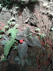 Episcia