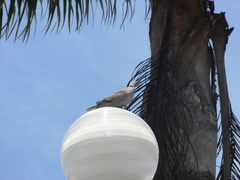 Streptopelia decaocto
