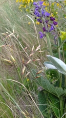 Helictotrichon desertorum