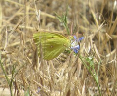 Colias harfordii