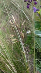 Helictotrichon desertorum